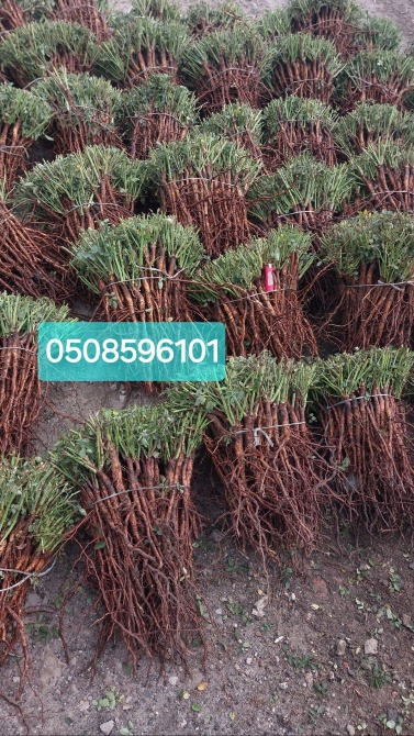 Продам сіянці шипшини/подвой шиповника Барвінкове - зображення 1