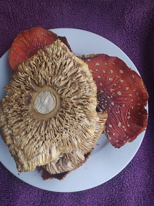 Шляпки червоного мухомора 3 сорт Овруч - изображение 3