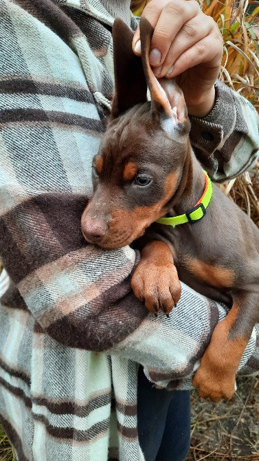 Добермани від розплідника Харків - зображення 5