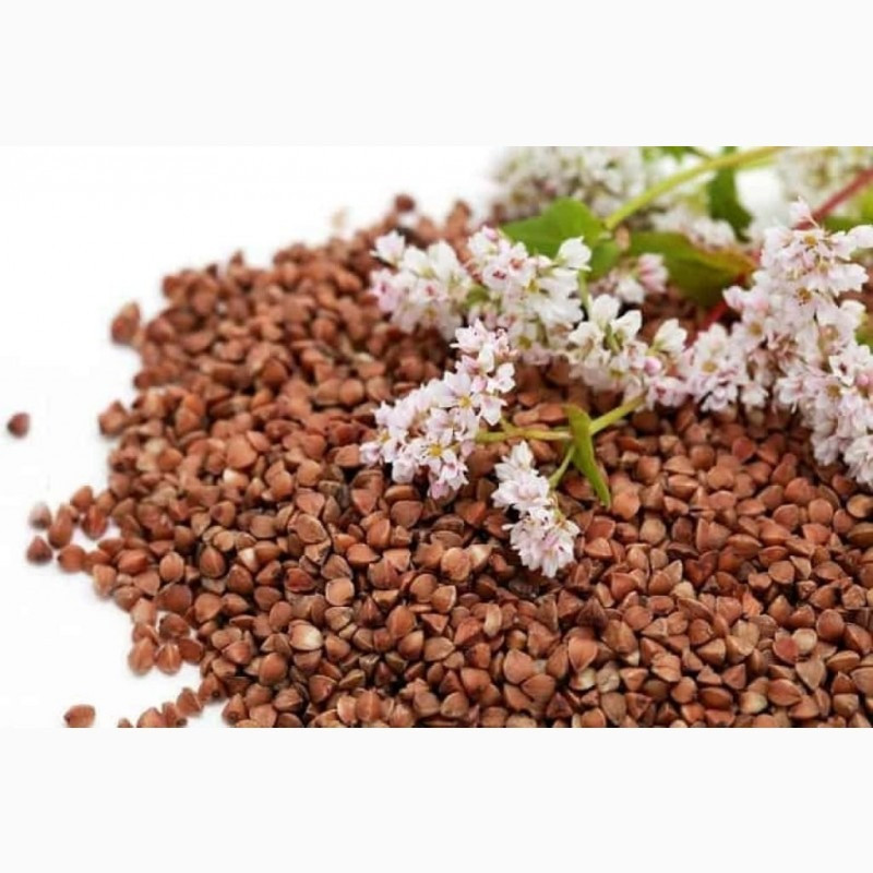 Реалізуємо високоякісну гречиху Житомир - зображення 1