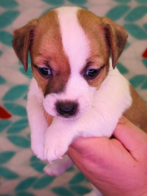 Цуценята Джек Рассел Іршава - зображення 5