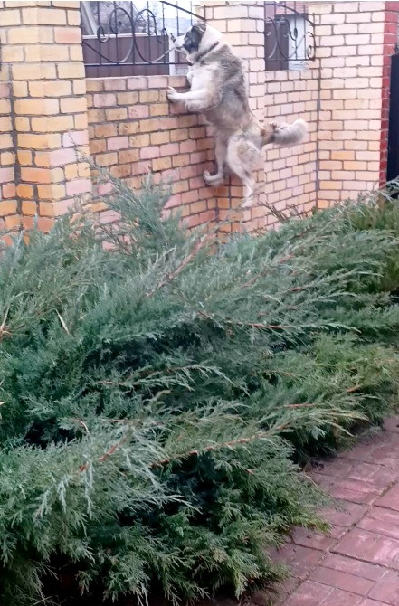 Цуценята кавказька вівчарки розплідник Star Escort великі робочі розумні Черкассы - изображение 10