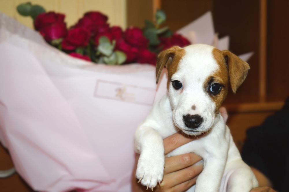 Цуценята Джек Рассел терʼєр! Готові до переїзду! Червоноград - зображення 7