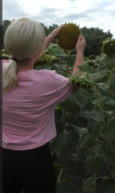 Насіння соняшника Даглас A-G гранстар 50гр. Дніпро - зображення 1