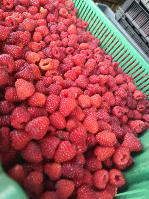 Саджанці малини ремонтантної Полана (опт та роздріб) Луцьк - зображення 3