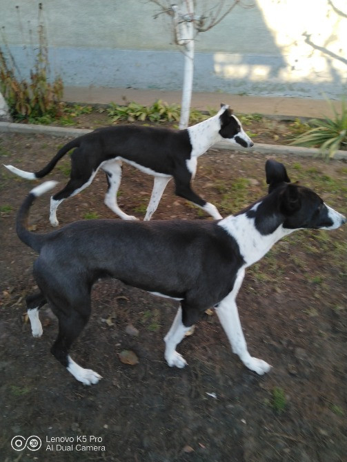 Продам хортів Городенка - зображення 2