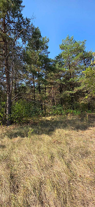 Продам 2,12 га землі в лісі, Царичанський район. Дніпро - зображення 7