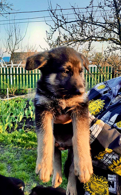 Цуценята німецької вівчарки Дніпро - зображення 2