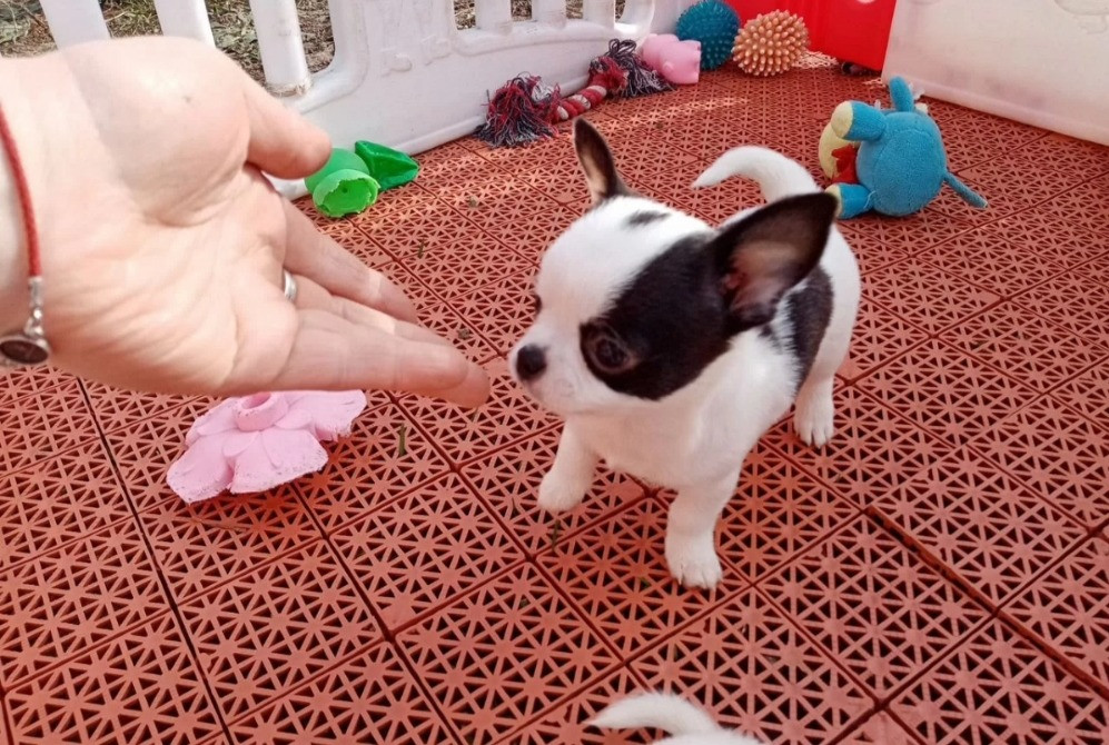 Чихуахуа мини щенки Київ - зображення 6