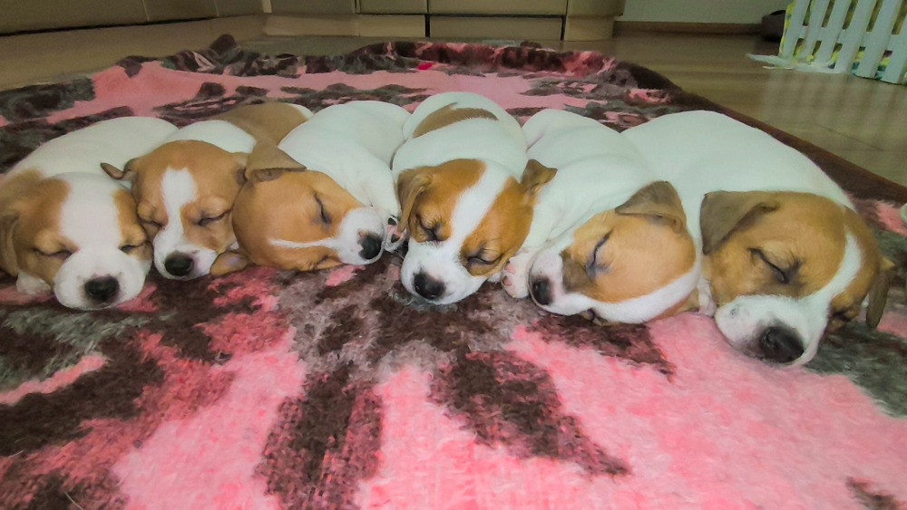 Цуценята Джек Рассел Іршава - зображення 4