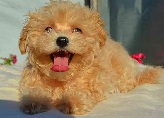 #МальтіпуF1#MaltipooF1#цуценята 2,5 міс #puppies 2,5 months Ukraine, Kyiv. Worldwide delivery Київ