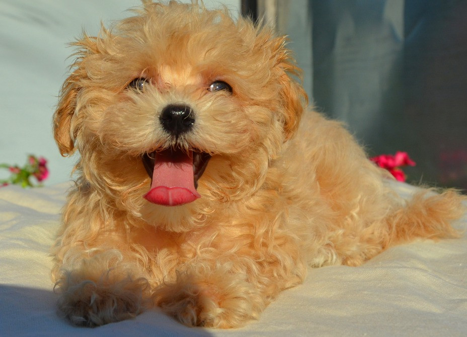 #МальтіпуF1#MaltipooF1#цуценята 2,5 міс #puppies 2,5 months Ukraine, Kyiv. Worldwide delivery Київ - зображення 3