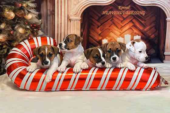 Цуценята Джек Рассел терʼєра, розплідник КСУ Київ