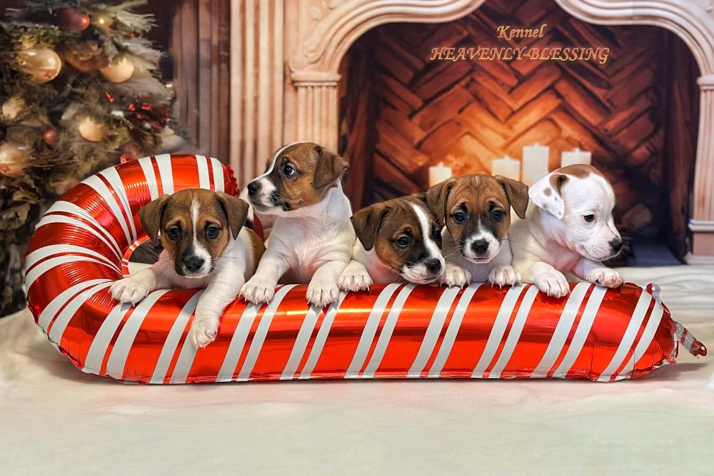 Цуценята Джек Рассел терʼєра, розплідник КСУ Київ - зображення 3