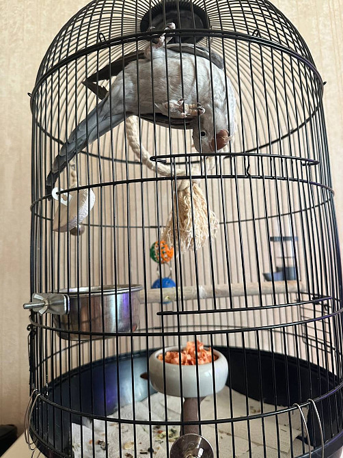 Каліта, пташка монах, папуга монах Киев - изображение 5