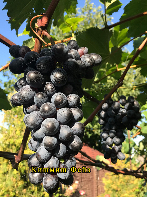 Саджанці Морозостійких сортів винограду (Харків) Харків - зображення 7