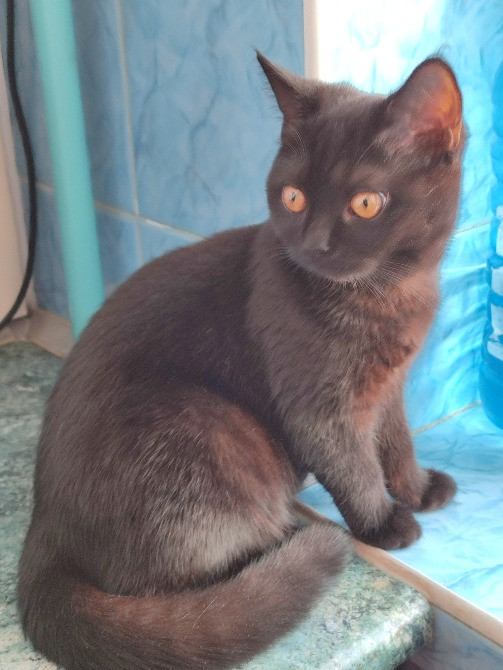 Шукаємо домівку для лагідної Цирі Харьков - изображение 5