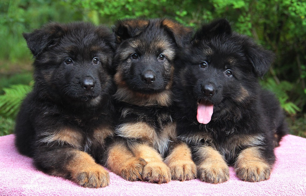 Елітні цуценята німецької вівчарки довгошерстної. Київ - зображення 1