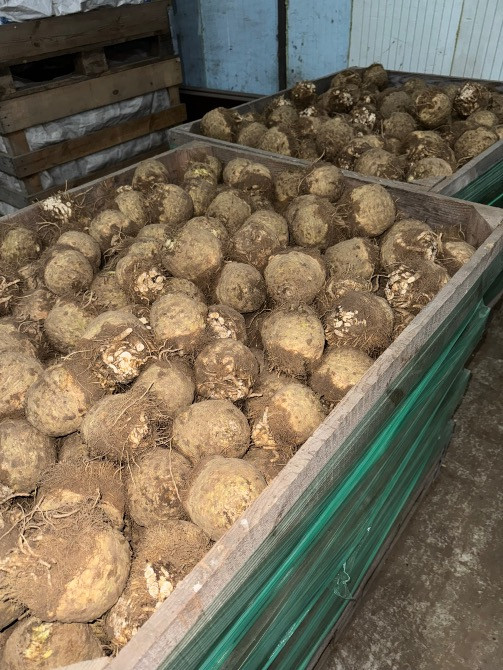 Селера, синя капуста, брюссельська капуста Львів - зображення 2