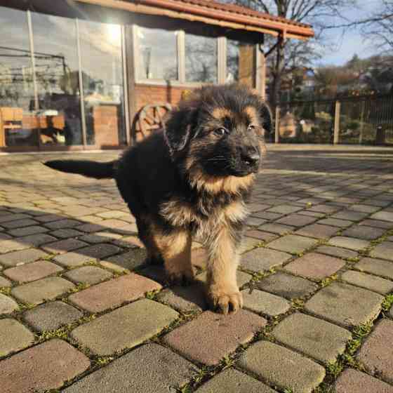 Вівчарки! Ужгород