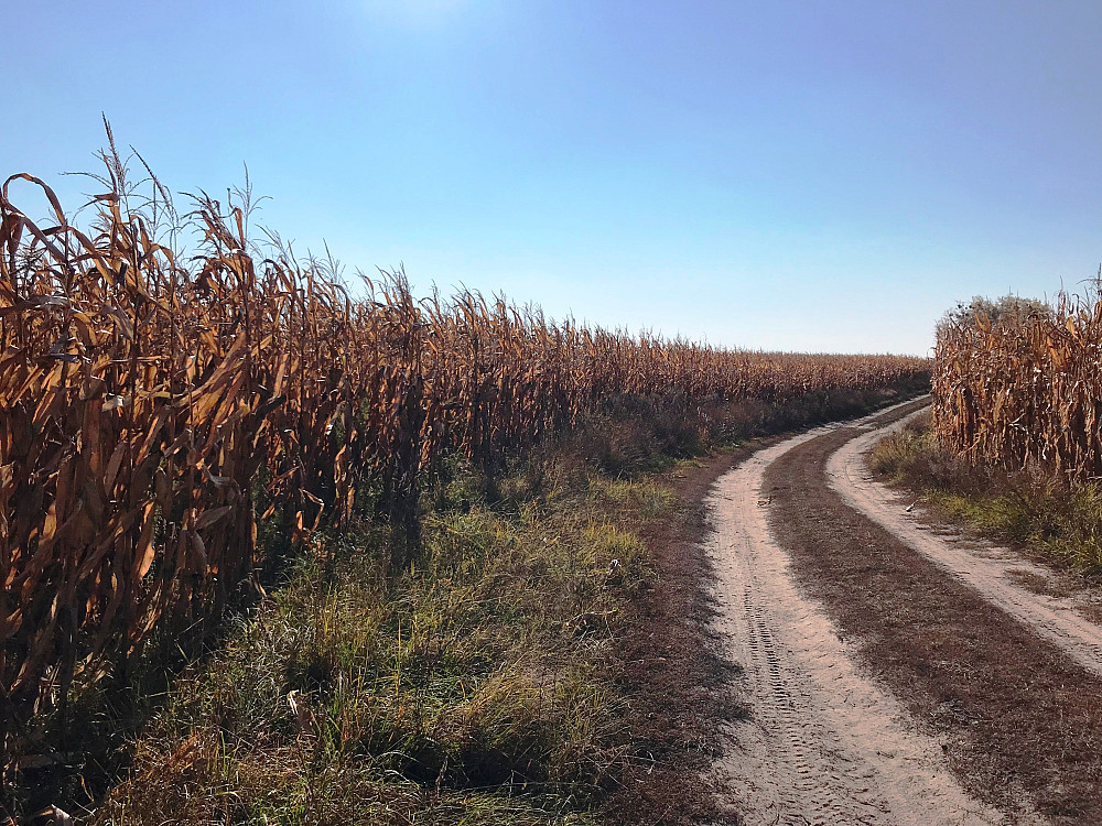 БЕЗ% продам участок 9.07 гектарів с. Мотижин, Ясногородка, Фастівський (Макарівський) район, 35 км Макаров - изображение 5