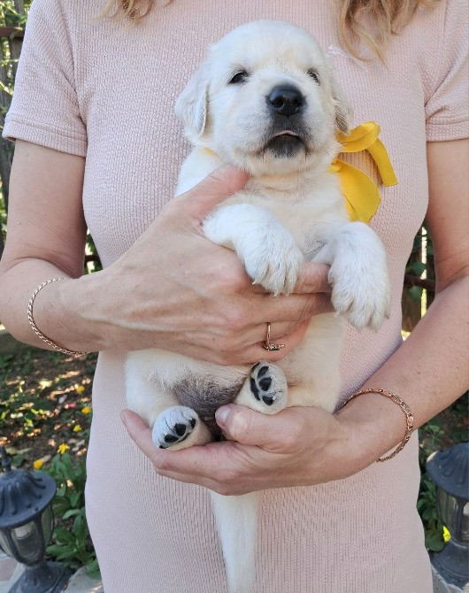 Цуценята золотистого ретрівера Ot Bahur Київ - зображення 4