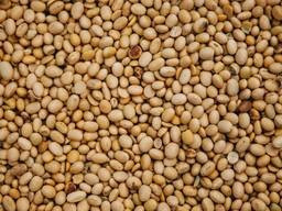 Відходи кукурудзи, соя (половинки). Куплю Київ - зображення 1