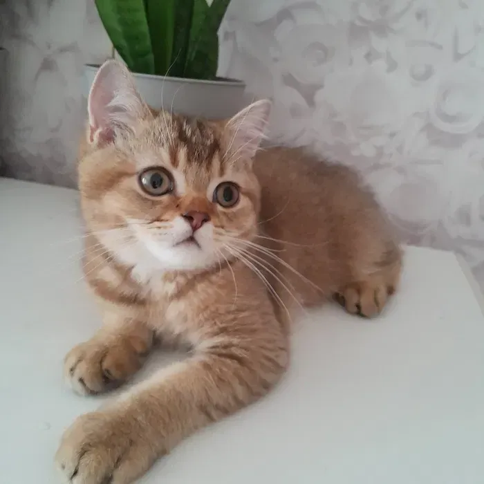 Вінниця.Продаються.Скоттиш-страйт.Золотенький хлопчики викликає теплі емоції і створює образ. Вінниця - зображення 4