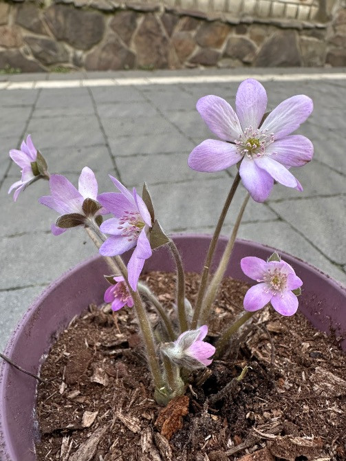 Печіночниця Львів - зображення 2