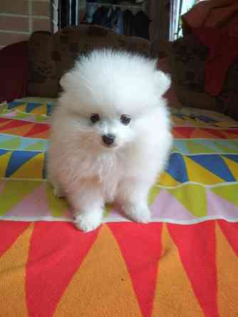 Продають щенят (2 дівчинки та хлопчик) маленький шпіц Яготин