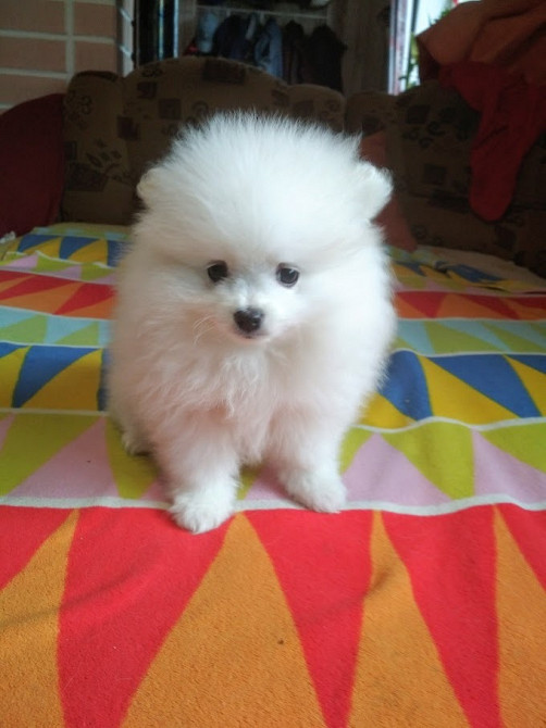 Продають щенят (2 дівчинки та хлопчик) маленький шпіц Яготин - зображення 3