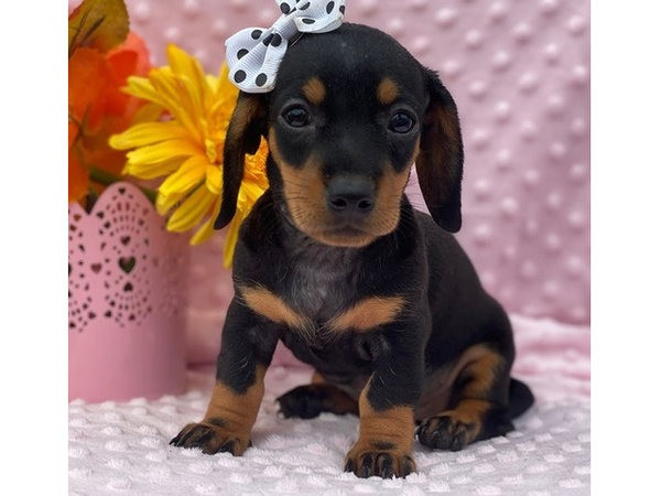 Чудові цуценята Текла Київ - зображення 1