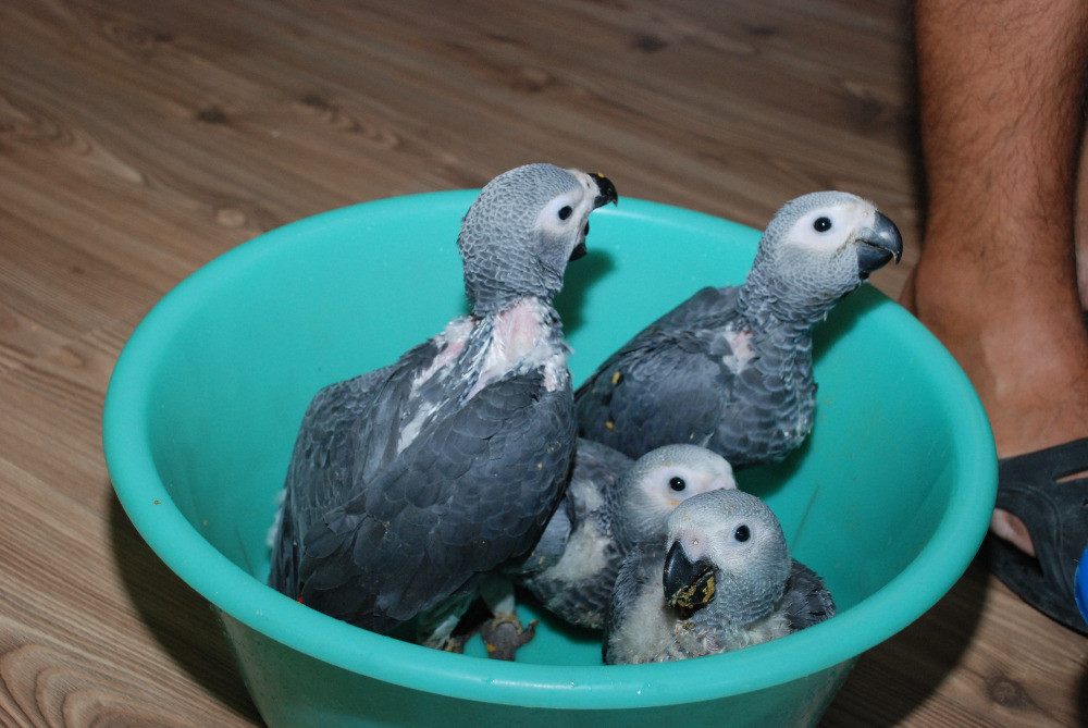 Вигодованці папуги- малюки з кільцем з офіційного розплідника Киев - изображение 2