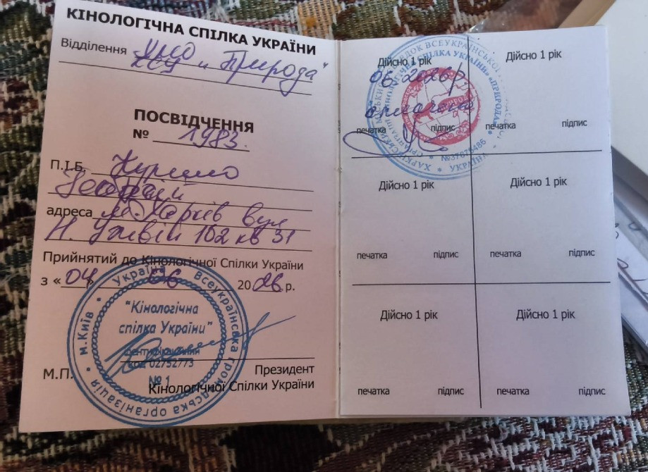 Американская акита щенок девочка. Харків - зображення 8