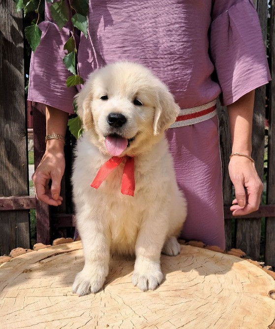 Цуценята золотистого ретрівера Київ - зображення 2