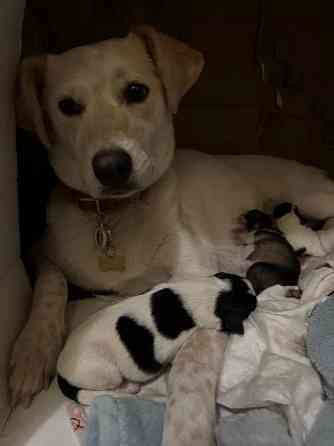 щенки в добрые руки Кривий Ріг