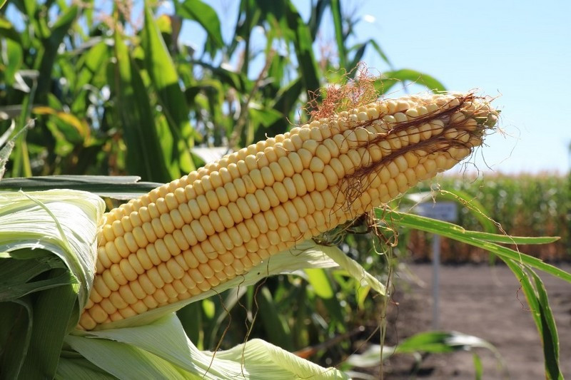 Семена Кукурузы ДБ Хотын ФАО 280 , Даниил, ДН Хортица, РАМ 8143. Дніпро - зображення 2