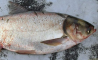Куплю товстолоб по Україні. Гурт. Самовивіз. Розрахунок готівка. Черкаси