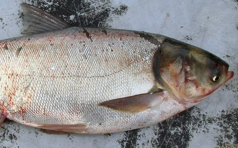 Куплю товстолоб по Україні. Гурт. Самовивіз. Розрахунок готівка. Черкаси - зображення 1