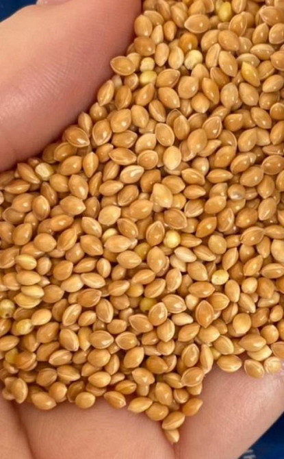 Насіння проса жовтого, сорт Козацьке Одесса - изображение 1