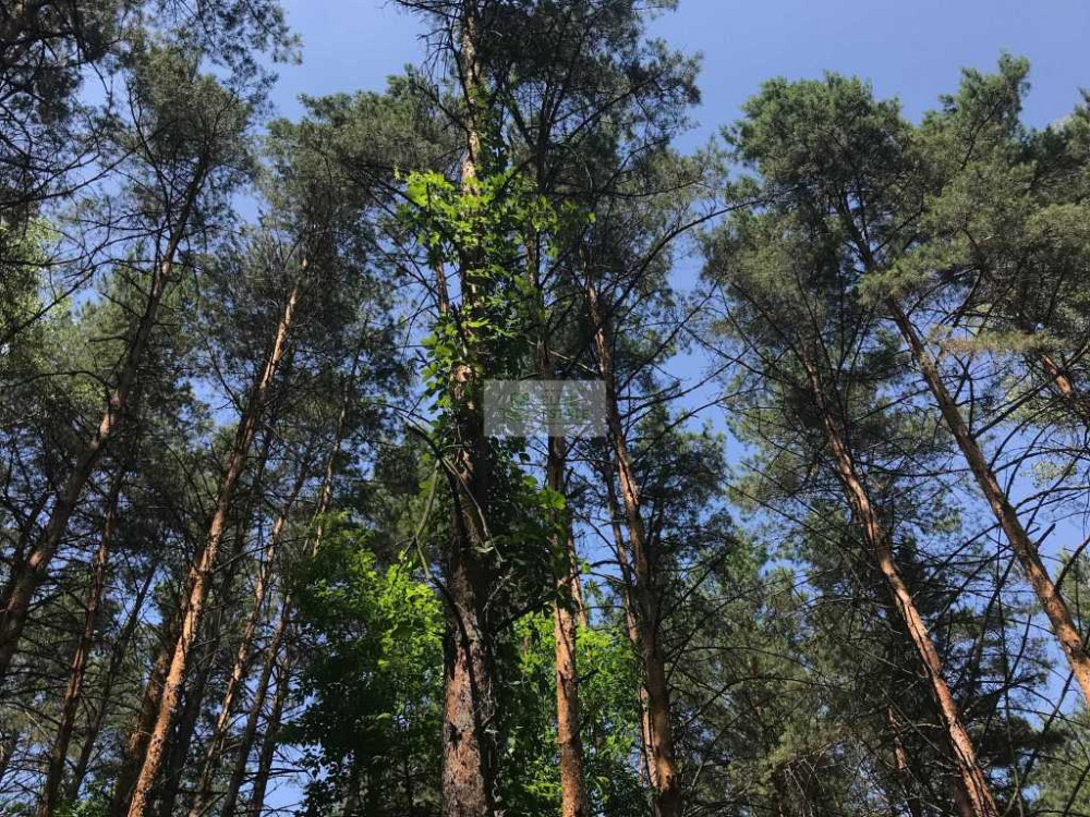 продажа земля сельскохозяйственного назначения Вышгородский, Лебедевка, 220000 $  - зображення 8