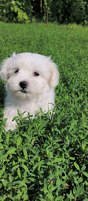 продам мальтійських болонок Ивано-Франковск - изображение 4