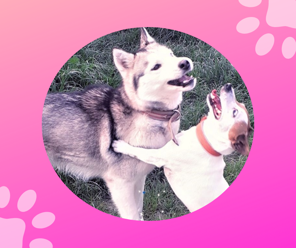 Готель ПЕС для собак - перетримка тварин в Києві, зооготель Киев - изображение 2