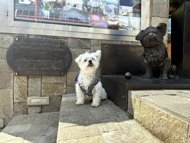 Бронзовий пам’ятник мальтійській болонці Київ - зображення 1