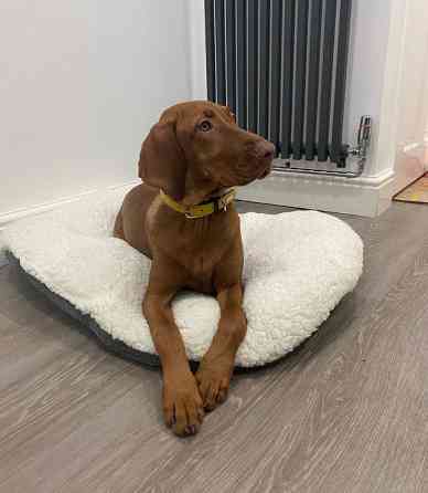 Цуценята Угорської Вижли Київ