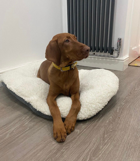 Цуценята Угорської Вижли Київ - зображення 4