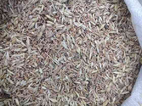 Постійно закуповуємо зерновідходи та некондицію Київ