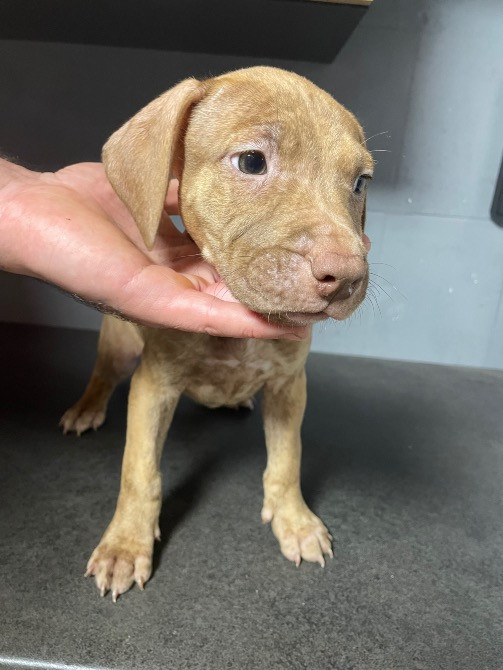 Продаю цуценят пітбуля(вже вакциновані та чіповані) Борисполь - изображение 5