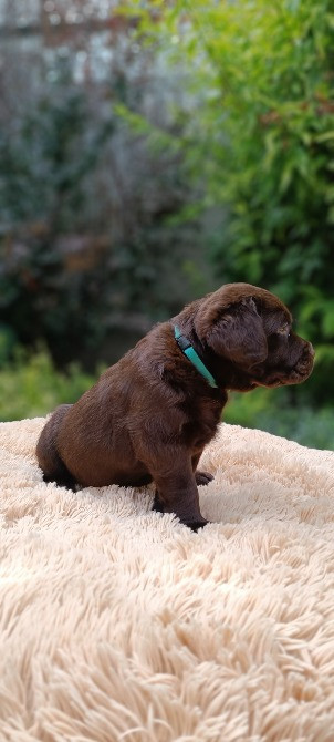 Шоколадні лабрадори Фастів - зображення 5