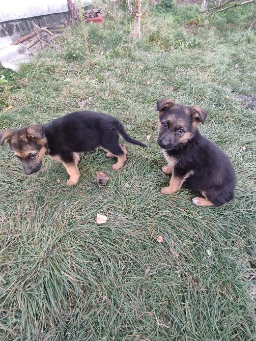 Продам цуценят німецької вівчарки. Луцьк - зображення 2